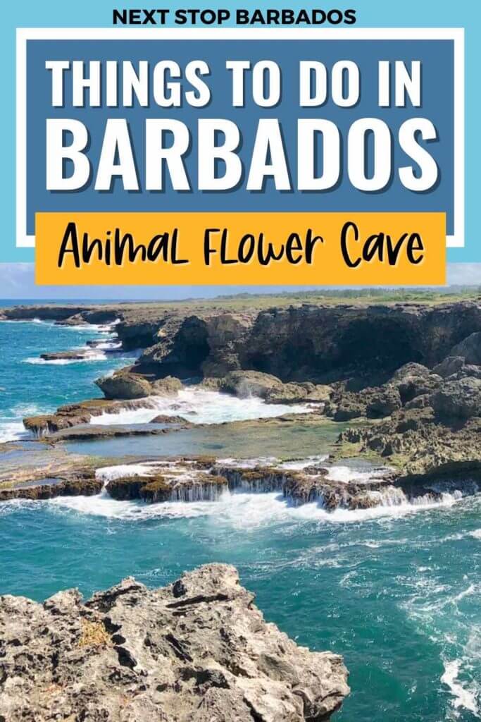 Things to do in Barbados Animal Flower Cave