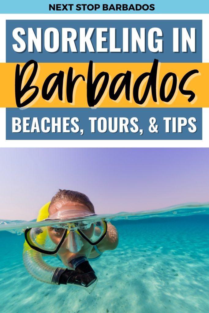 A woman snorkeling with a text overlay that reads Snorkeling in Barbados, beaches, tours and tips